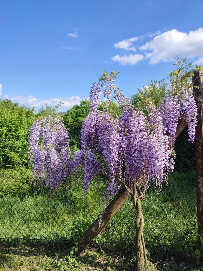 Podere Verdi Colline 포피 외부 사진
